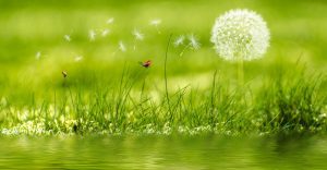 Dr Elanie Weich Psychologist Quotes